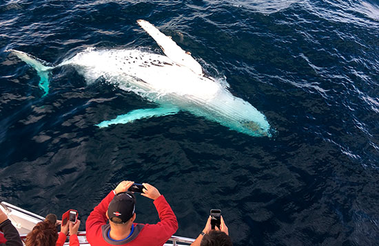 Encuentro con delfines y ballenas