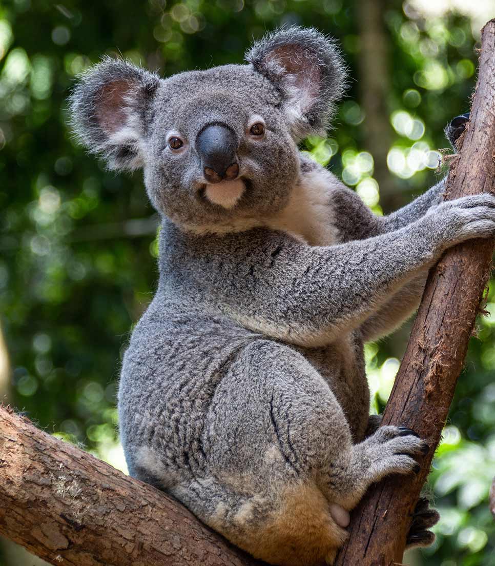 Koala - Parque Featherdale Wildlife