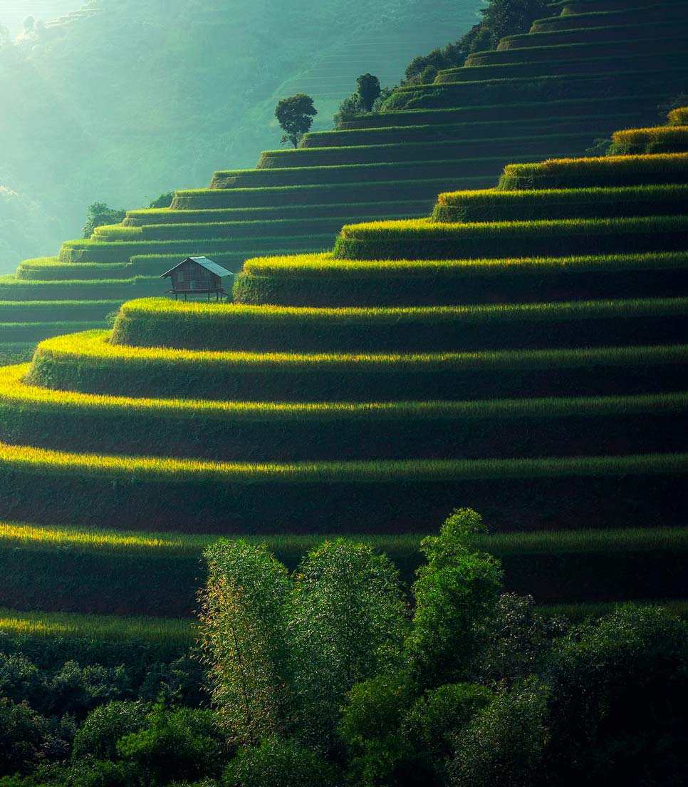 Campos de Arroz