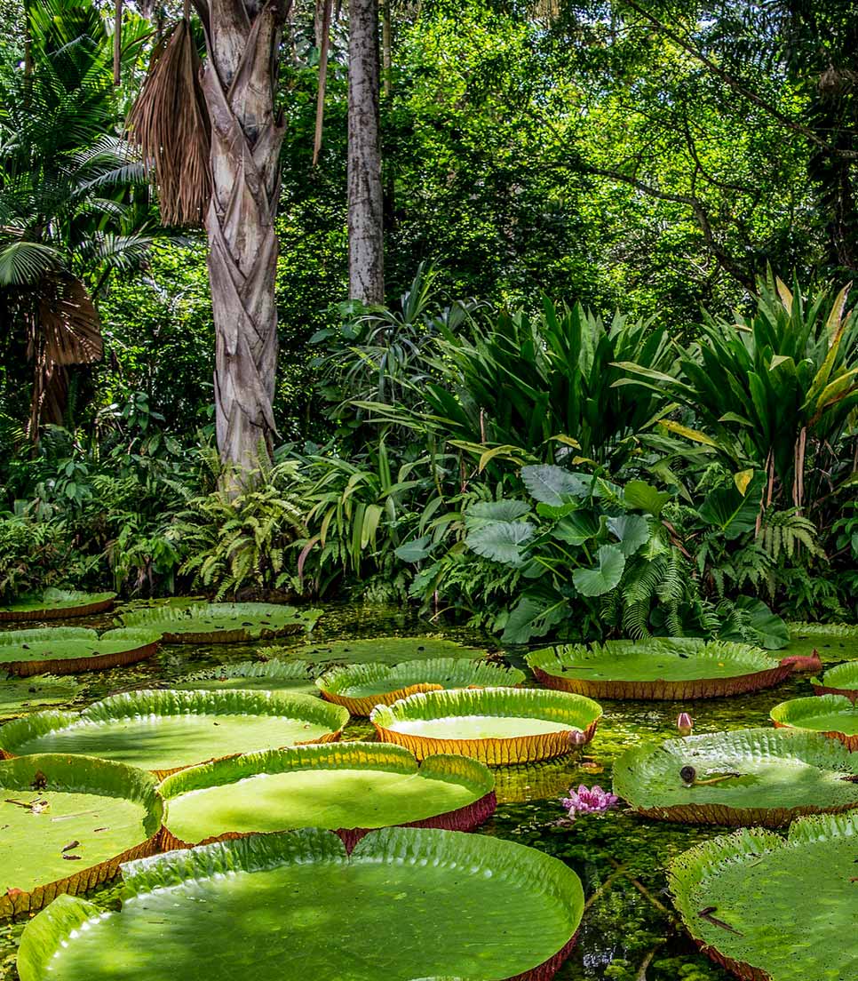 Planta Victoria-regia