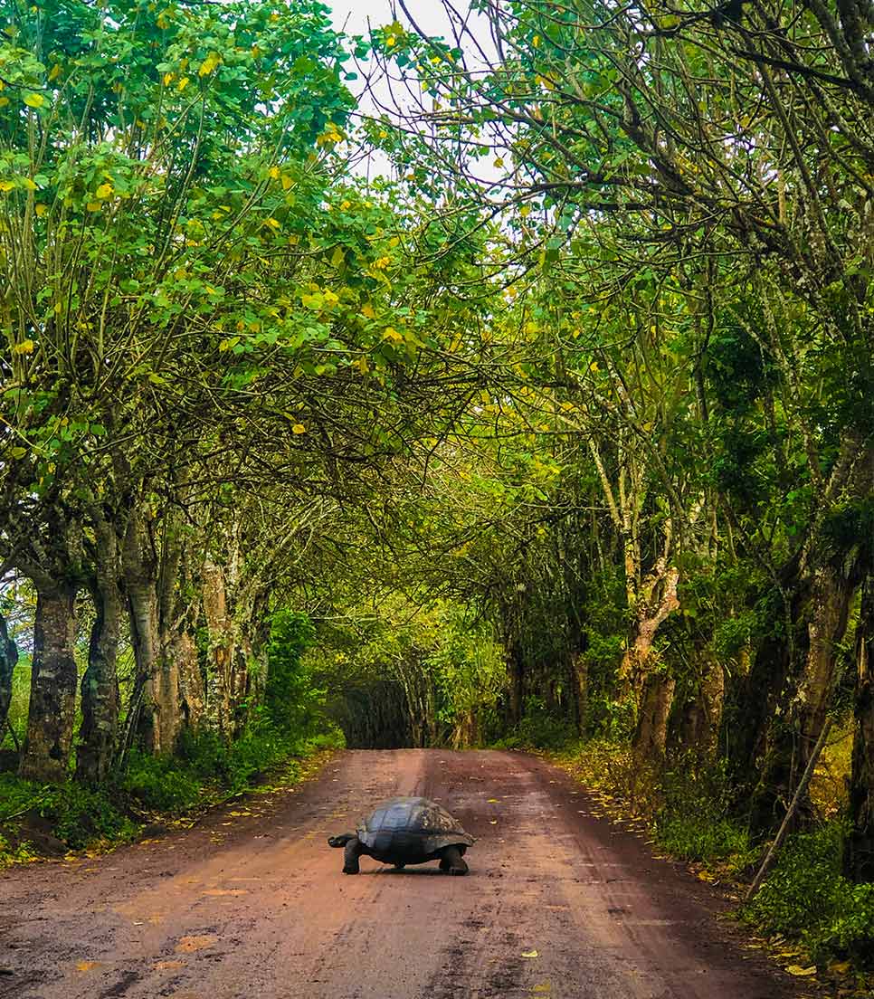 Islas Galápagos - Isabela