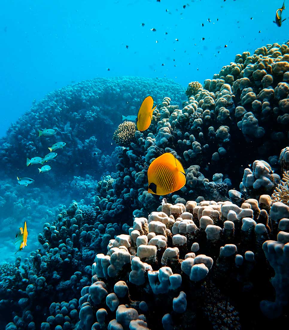 Fondo Marino - Mar Rojo